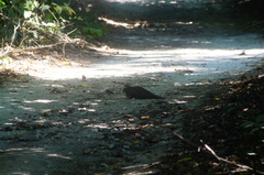 Dromococcyx phasianellus