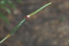 Polytrichadelphus magellanicus
