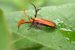 Oedematopoda leechi