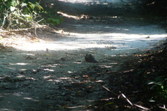 Dromococcyx phasianellus