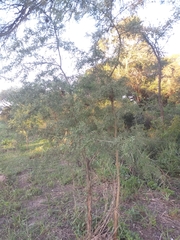 Geoffroea decorticans