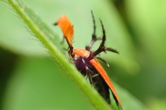 Oedematopoda leechi
