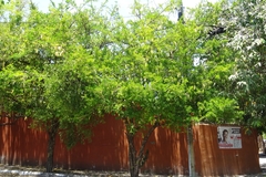 Parmentiera aculeata