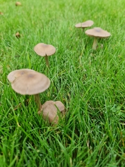 Agaricales