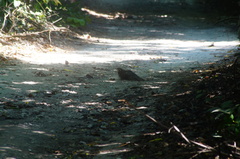 Dromococcyx phasianellus