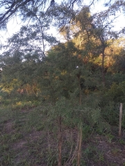 Geoffroea decorticans