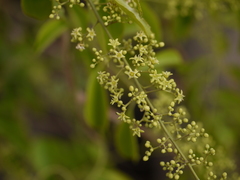 Celastrus paniculatus