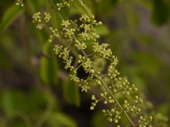 Celastrus paniculatus