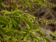 Celastrus paniculatus