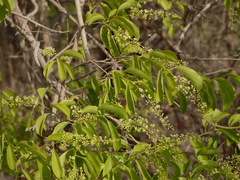 Celastrus paniculatus