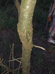 Geoffroea decorticans