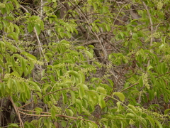 Celastrus paniculatus