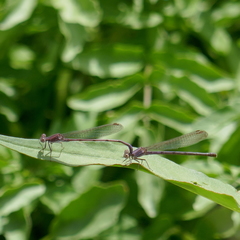 Argia pallens