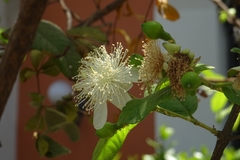 Psidium guajava