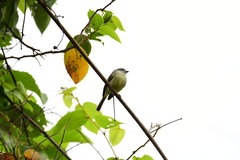 Phyllomyias griseiceps