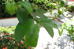 Psidium guajava