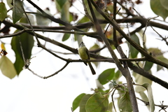 Phyllomyias griseiceps