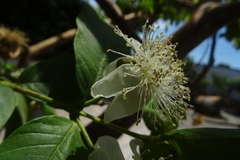 Psidium guajava