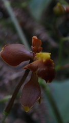 Cyrtochilum flexuosum
