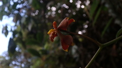 Cyrtochilum flexuosum