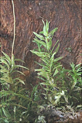 Polytrichadelphus magellanicus