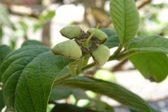 Psidium guajava