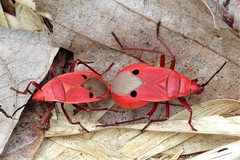 Probergrothius nigricornis