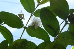 Psidium guajava