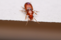 Carabidae