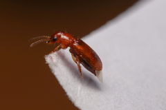 Carabidae