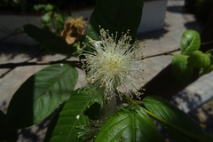 Psidium guajava