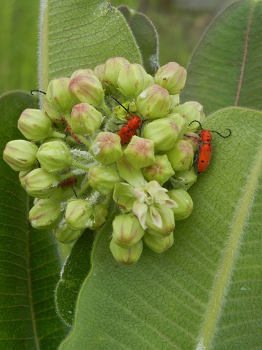 Red-femured Milkweed Borer