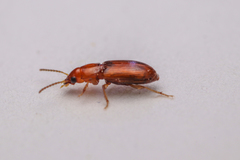 Carabidae