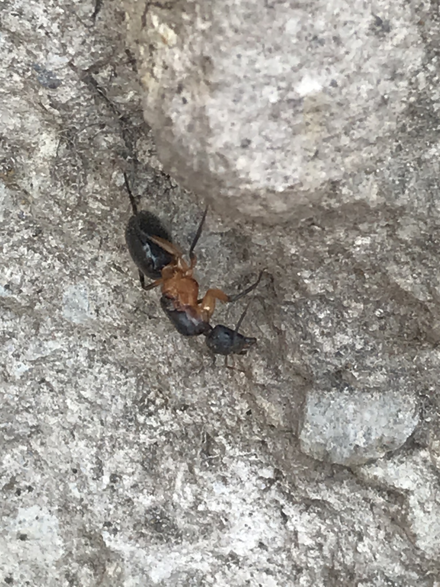Camponotus pudorosus