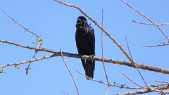 Corvus sinaloae