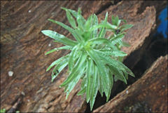 Polytrichadelphus magellanicus