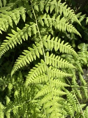 Macrothelypteris