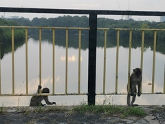 Macaca fascicularis