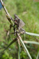 Anoplocnemis phasianus