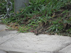 Sporophila morelleti