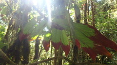 Columnea medicinalis