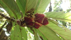 Columnea medicinalis