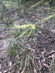 Hakea nodosa