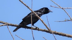 Corvus sinaloae
