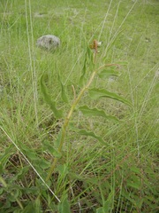Asclepias contrayerba