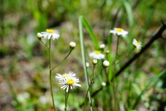 Erigeron vernus