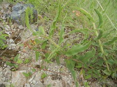Asclepias contrayerba