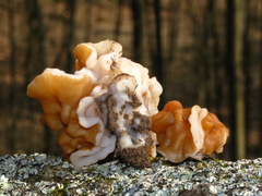 Gyromitra korfii