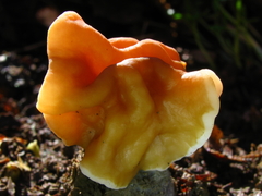 Gyromitra korfii