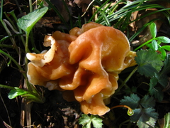 Gyromitra korfii